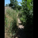 Nach Agde führt dieser schmale Pfad zurück auf den Radweg entlang des Canal du Midi